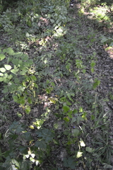 Scutellaria altissima