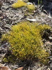 Physcomitrium pyriforme