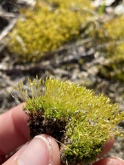 Physcomitrium pyriforme