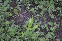 Clematis integrifolia