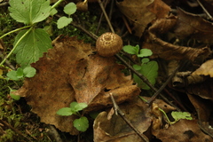 Inocybe lacera