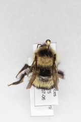 Bombus sandersoni
