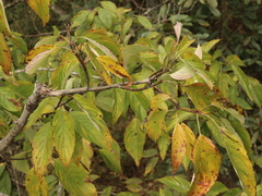 Cornus macrophylla
