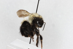 Bombus sandersoni