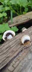 Polyporales