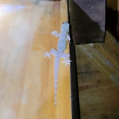 Hemidactylus platyurus