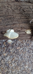 Polyporales
