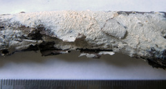 Crystallicutis serpens