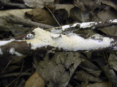 Crystallicutis serpens