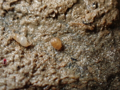 Paludinella globularis