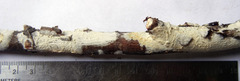 Crystallicutis serpens