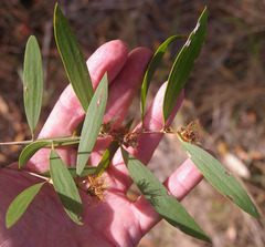 Melaleuca saligna