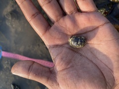 Nerita oryzarum