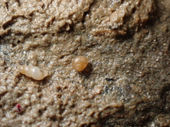 Paludinella globularis