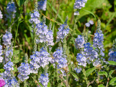 Veronica pectinata