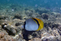 Chaetodon lineolatus