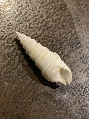 Cerithium atratum