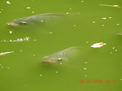 Oreochromis niloticus