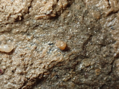 Paludinella globularis