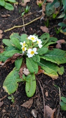 Primula × polyantha