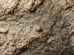 Paludinella globularis