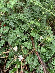 Jasminum officinale