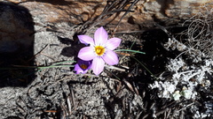 Romulea atrandra esterhuyseniae