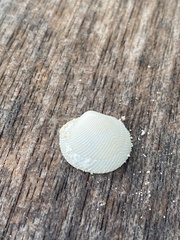 Divalinga quadrisulcata