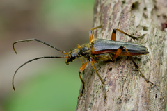 Stenocorus meridianus