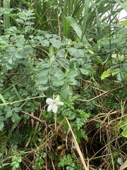 Jasminum officinale