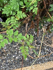 Jasminum officinale