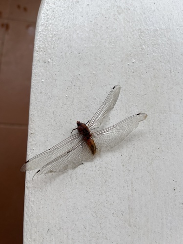 Wandering Glider
