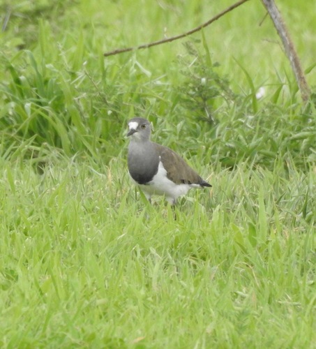 Senegal Lapwing (Vanellus lugubris), photo 8