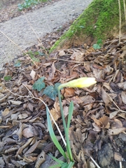 Narcissus pseudonarcissus