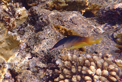 Gomphosus klunzingeri