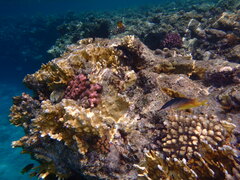 Gomphosus klunzingeri