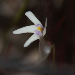 Utricularia kamienskii