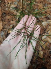 Pinus glabra