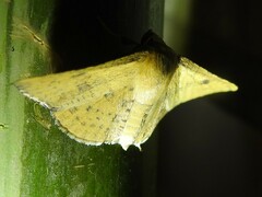 Phyllodesma tremulifolia
