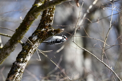 Dryobates pubescens pubescens