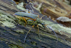 Stenocorus meridianus