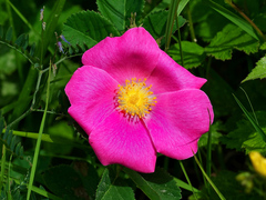 Rosa arkansana