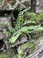 Asplenium trichomanes