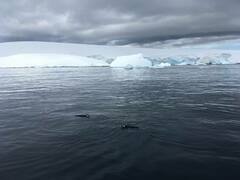 Pygoscelis antarcticus