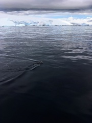 Pygoscelis antarcticus