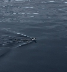 Pygoscelis antarcticus