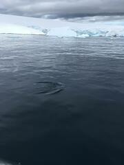 Pygoscelis antarcticus