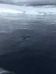 Pygoscelis antarcticus