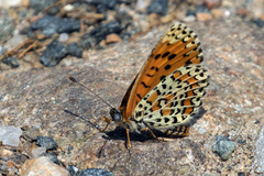 Melitaea trivia