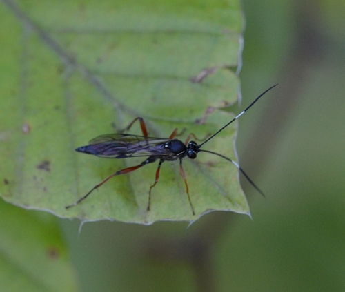Hypomecus quadriannulatus